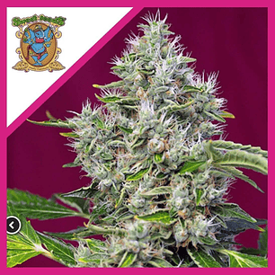 SAN FERNANDO LEMON KUSH  FEM® X3+1-SWEET SEEDS