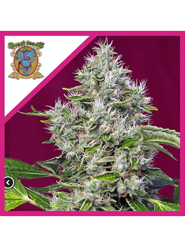 SAN FERNANDO LEMON KUSH  FEM® X3+1-SWEET SEEDS 1