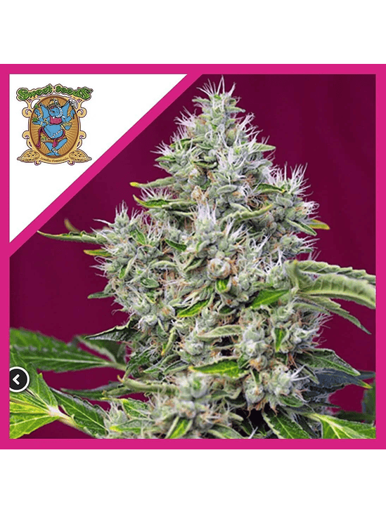 SAN FERNANDO LEMON KUSH  FEM® X3+1-SWEET SEEDS 1