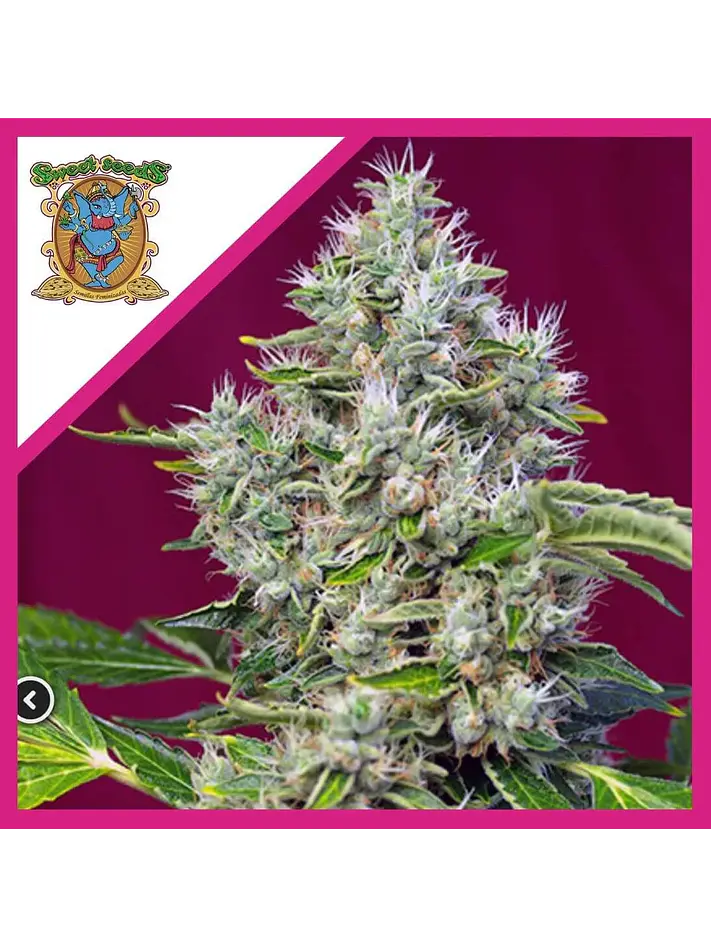 San Fernando Lemon Kush  Fem® X3+1-Sweet Seeds 1