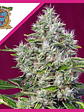 SAN FERNANDO LEMON KUSH  FEM® X3+1-SWEET SEEDS - Miniatura 1