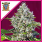 San Fernando Lemon Kush  Fem® X3+1-Sweet Seeds - Miniatura 1