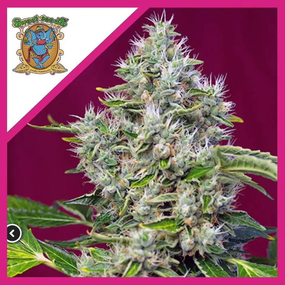 San Fernando Lemon Kush  Fem® X3+1-Sweet Seeds 1