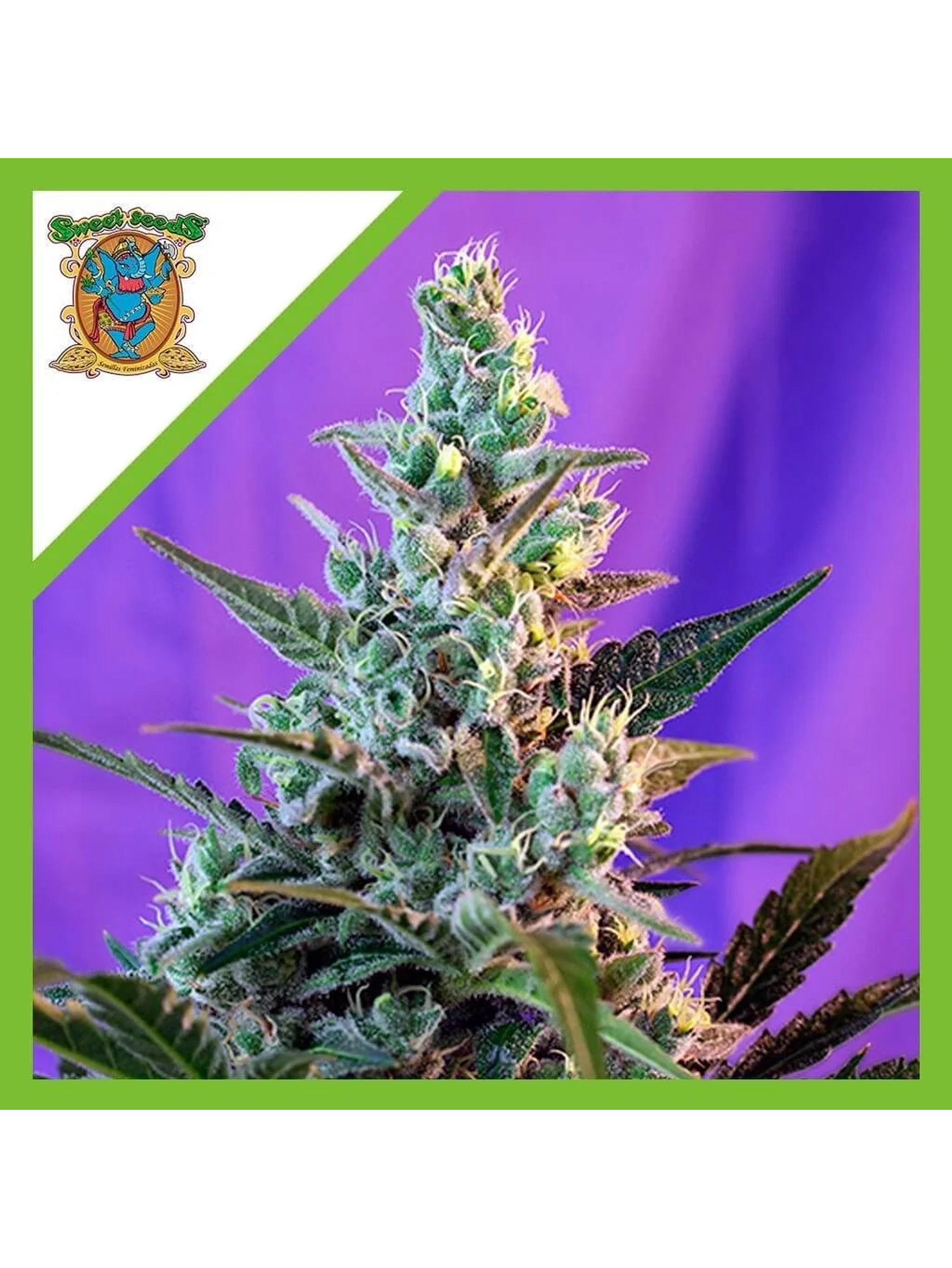 Sweet Skunk Auto® -Sweet Seeds (X25/X3+1) 1