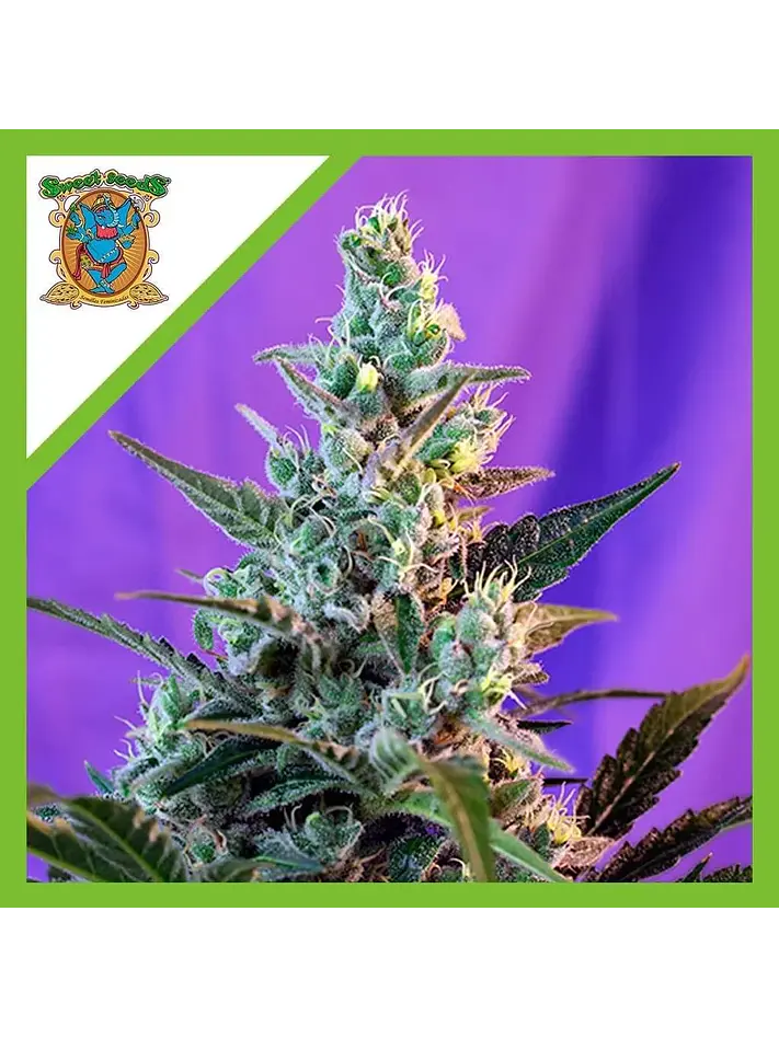 Sweet Skunk Auto® -Sweet Seeds (X25/X3+1) 1