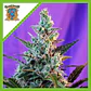 Sweet Skunk Auto® -Sweet Seeds (X25/X3+1) - Miniatura 1