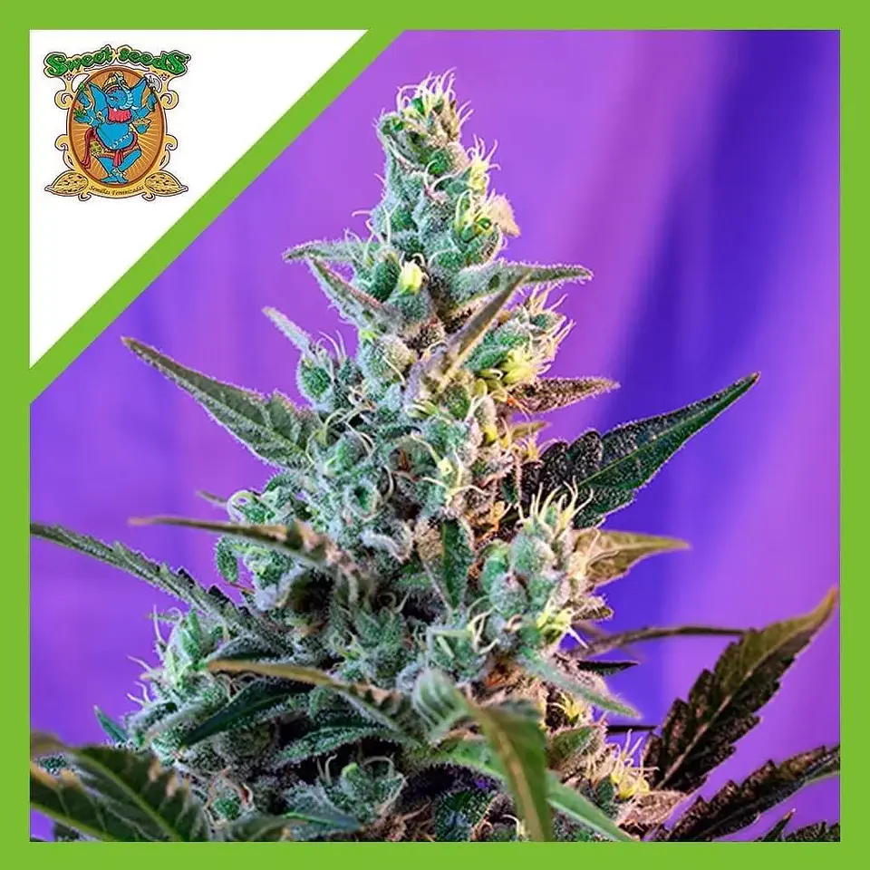 Sweet Skunk Auto® -Sweet Seeds (X25/X3+1) 1
