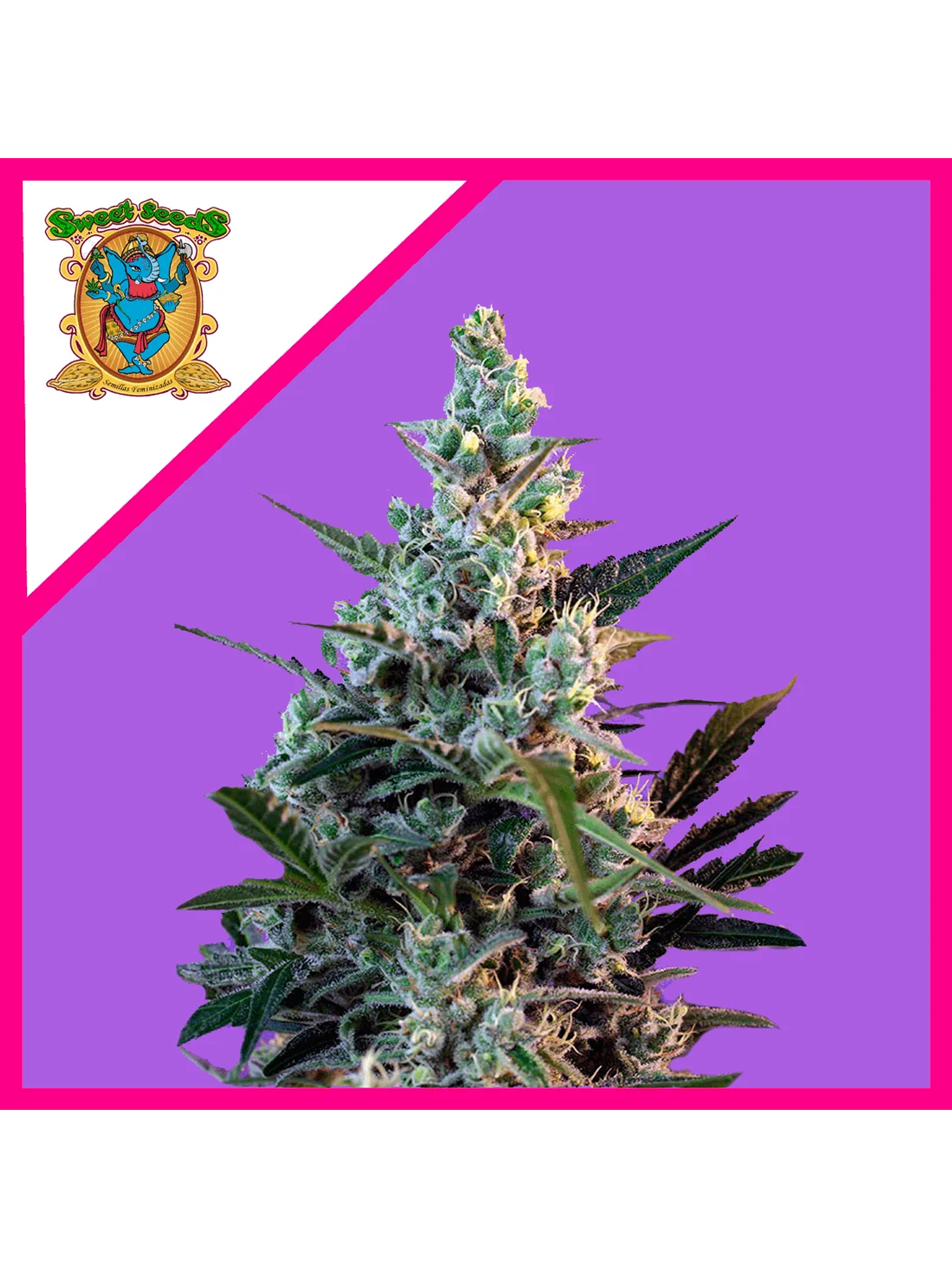 Sweet Skunk F1 Fem® -Sweet Seeds (X100/X25/X3+1) 1