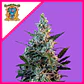 Sweet Skunk F1 Fem® -Sweet Seeds (X100/X25/X3+1) - Miniatura 1