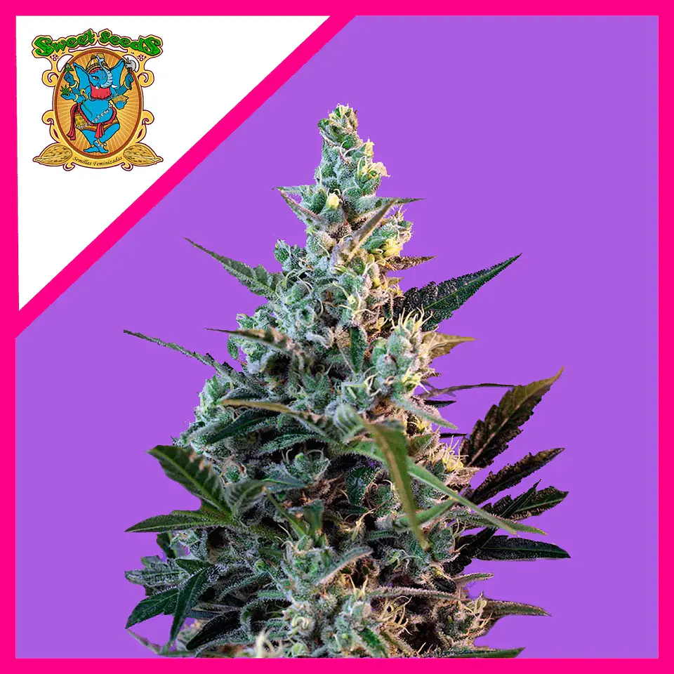 Sweet Skunk  Fem® X25-Sweet Seeds 1
