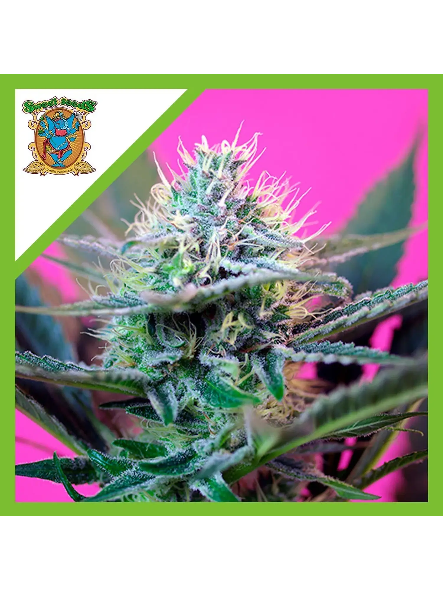 Speed  Auto® X3+1-Sweet Seeds 1