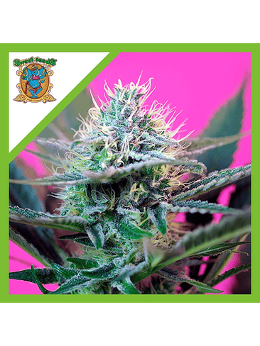 SPEED  AUTO® X3+1-SWEET SEEDS 1