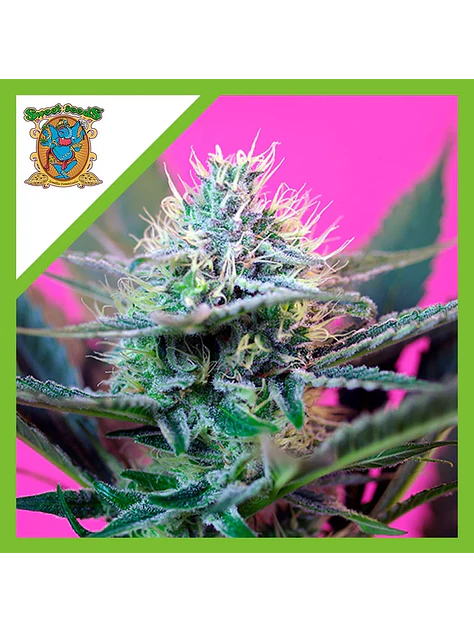 Speed  Auto® X3+1-Sweet Seeds 1