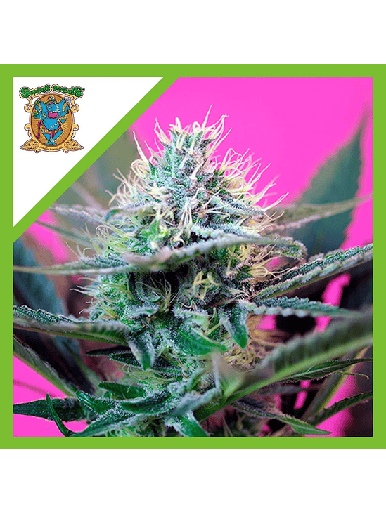 SPEED  AUTO® X3+1-SWEET SEEDS 1