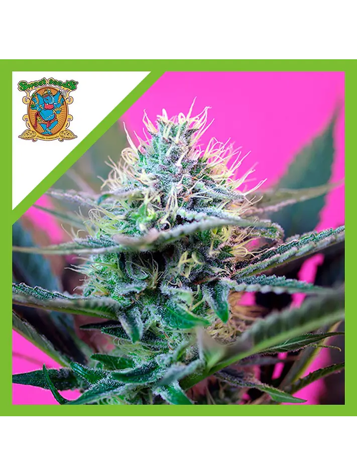Speed  Auto® X3+1-Sweet Seeds 1