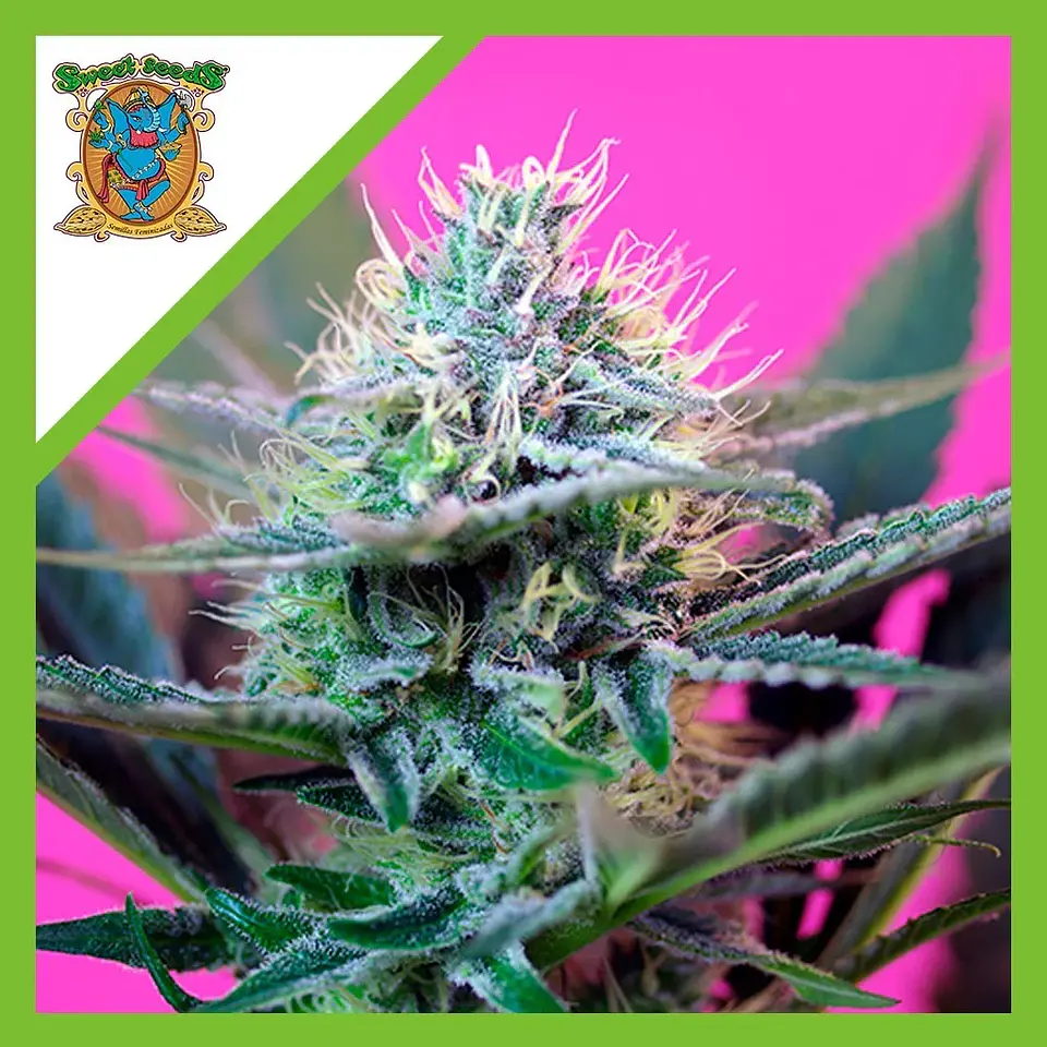 Speed  Auto® X3+1-Sweet Seeds 1