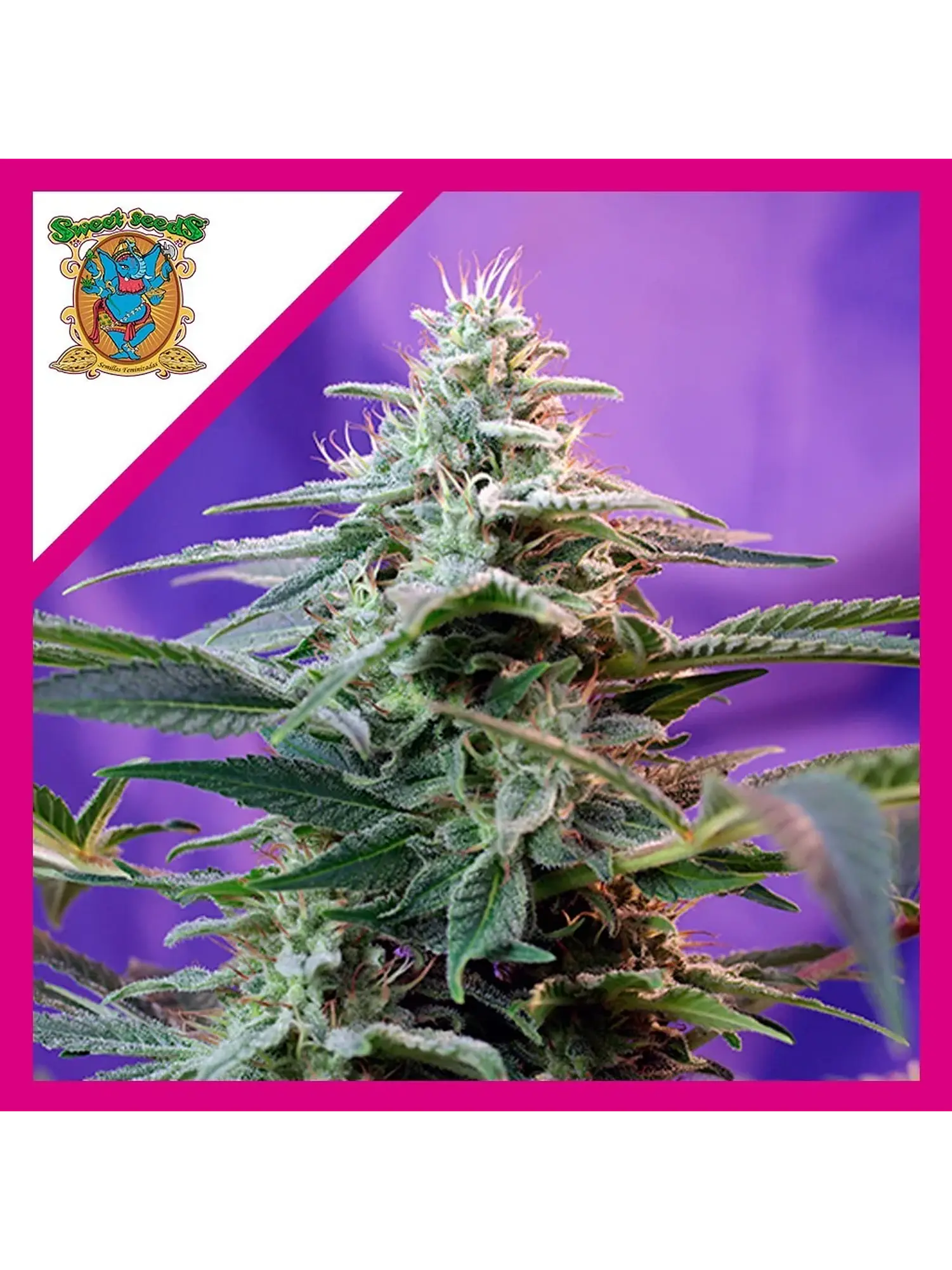 Sweet Special  Auto® X3+1-Sweet Seeds 1