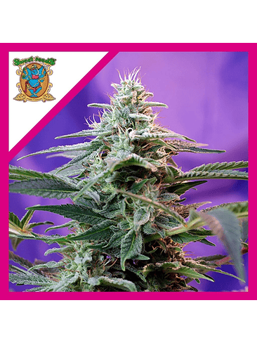 SWEET SPECIAL  AUTO® X3+1-SWEET SEEDS 1
