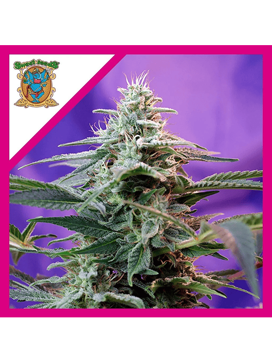 SWEET SPECIAL  AUTO® X3+1-SWEET SEEDS 1