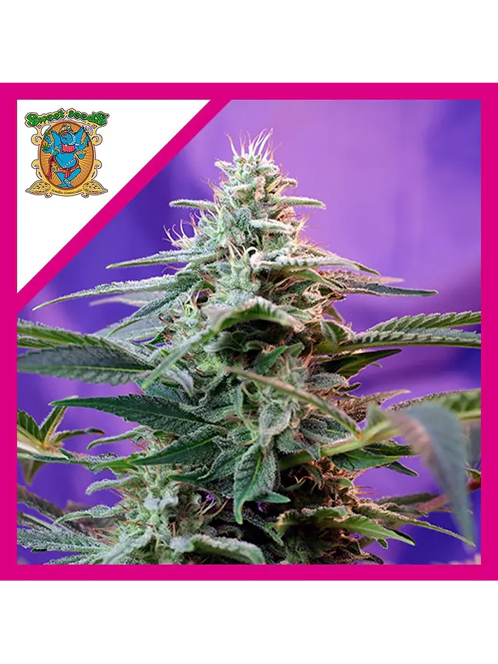 Sweet Special  Auto® X3+1-Sweet Seeds 1