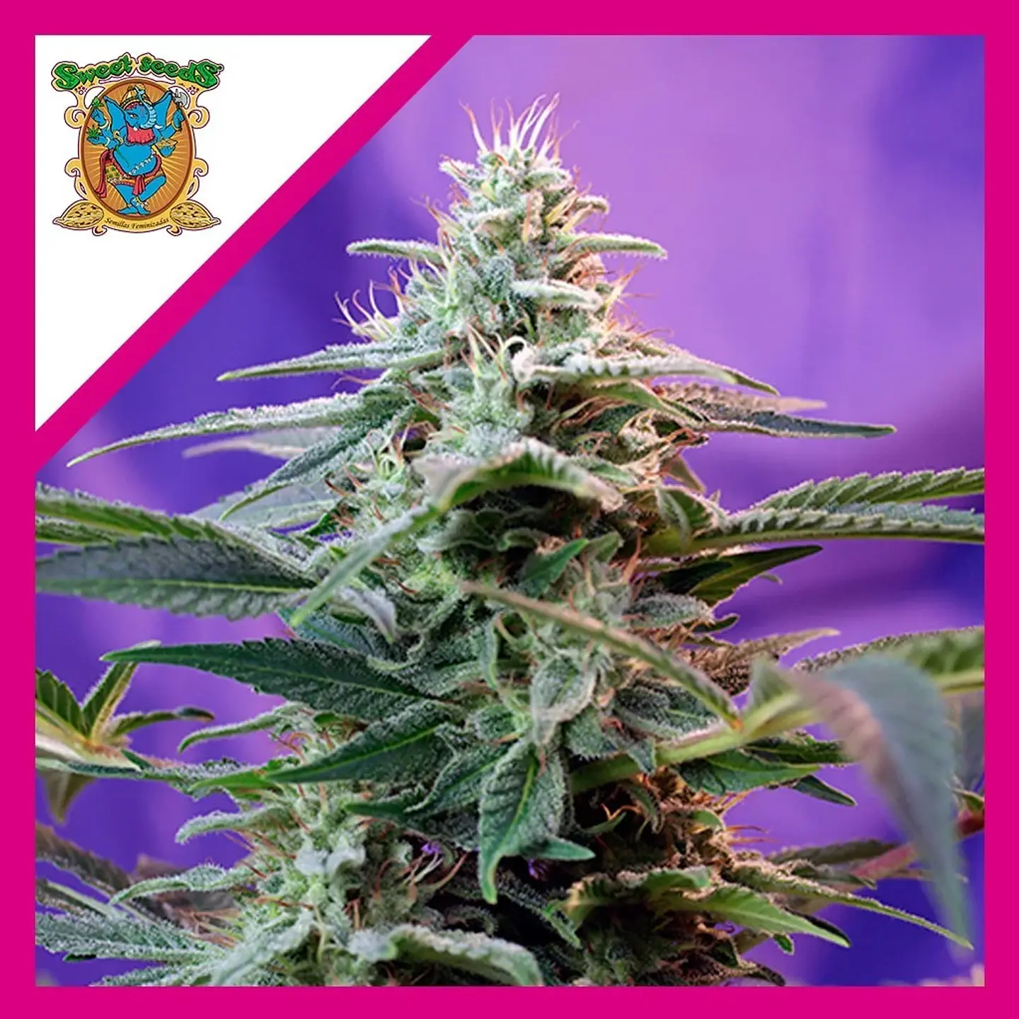Sweet Special  Auto® X3+1-Sweet Seeds 1