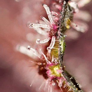 TROPICANNA POISON F1® X3+1-SWEET SEEDS