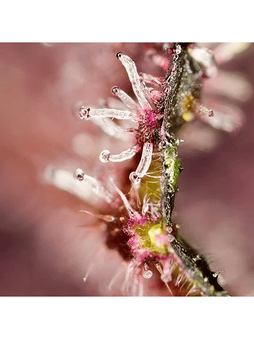 TROPICANNA POISON F1® X3+1-SWEET SEEDS 2