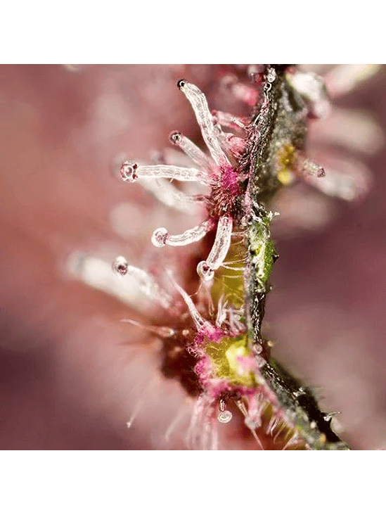 TROPICANNA POISON F1® X3+1-SWEET SEEDS 2