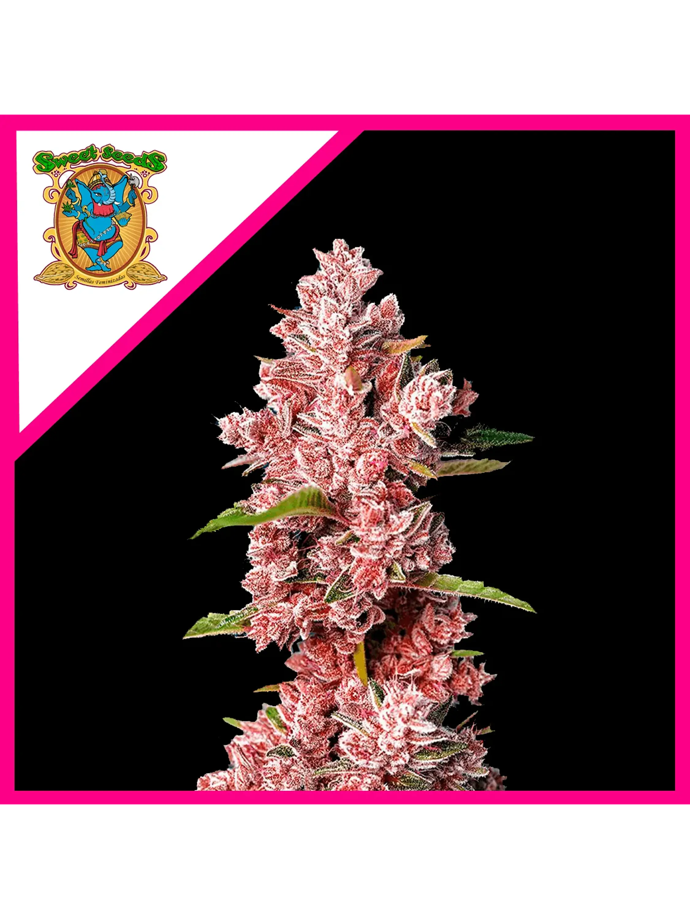 Tropicanna Poison F1® X3+1-Sweet Seeds 1