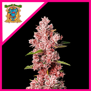 Tropicanna Poison F1® X3+1-Sweet Seeds