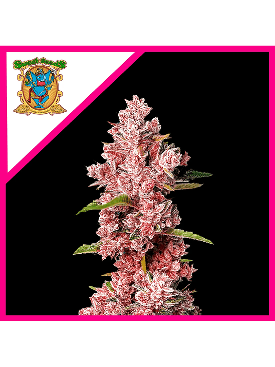 TROPICANNA POISON F1® X3+1-SWEET SEEDS 1