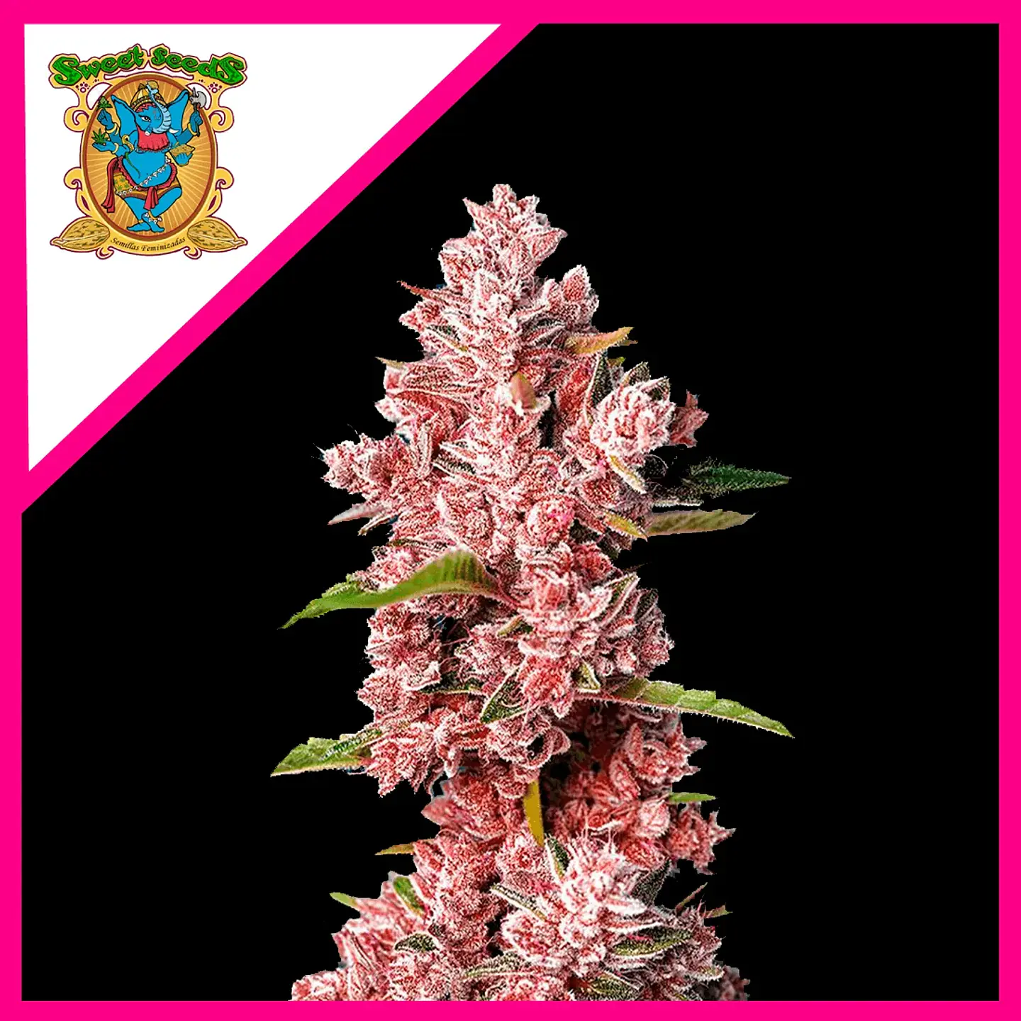 Tropicanna Poison F1® X3+1-Sweet Seeds 1