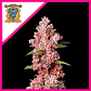 Tropicanna Poison F1® X3+1-Sweet Seeds - Miniatura 1