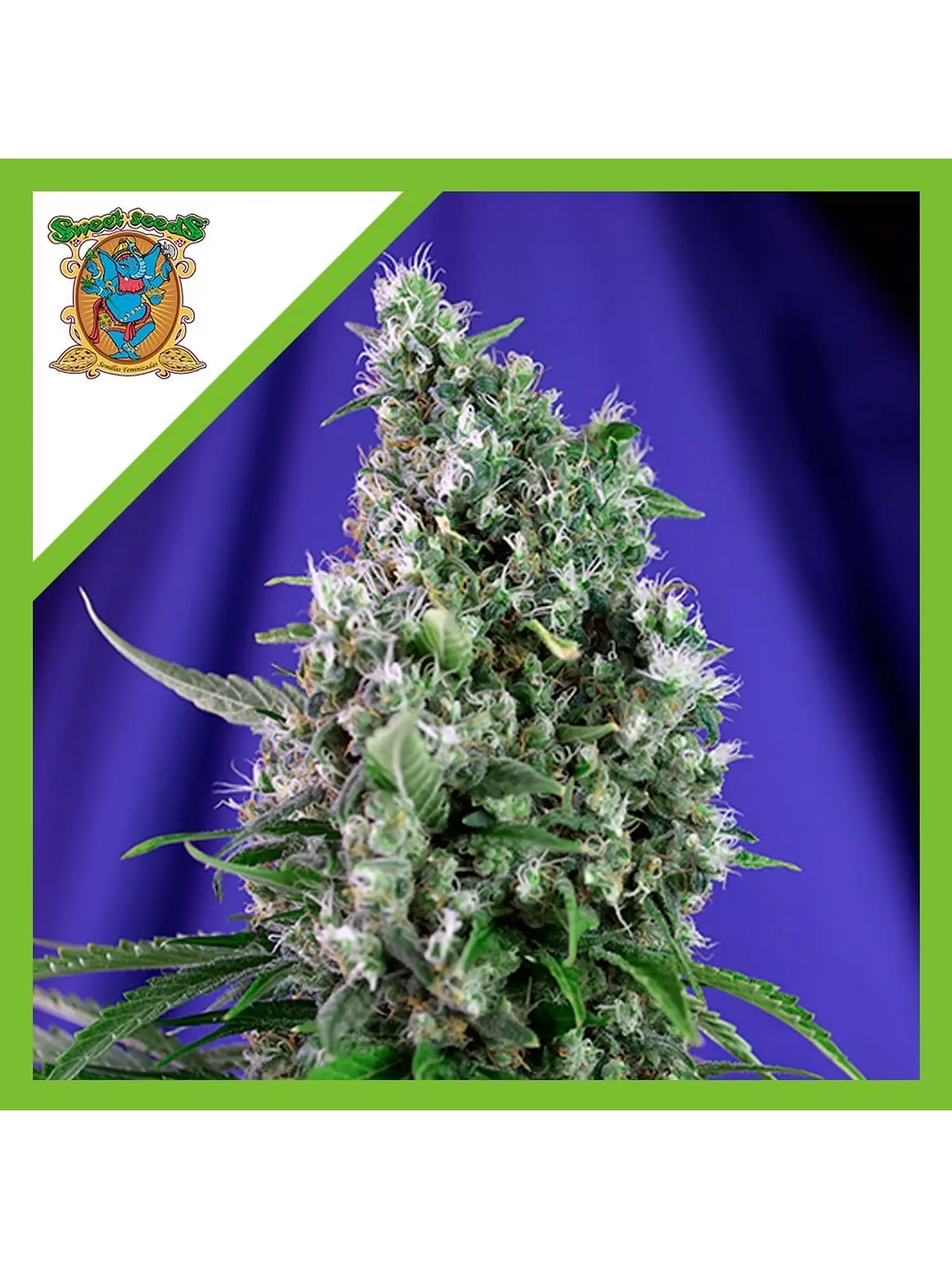 Sweet Trainwreck  Auto® X3+1-Sweet Seeds 1