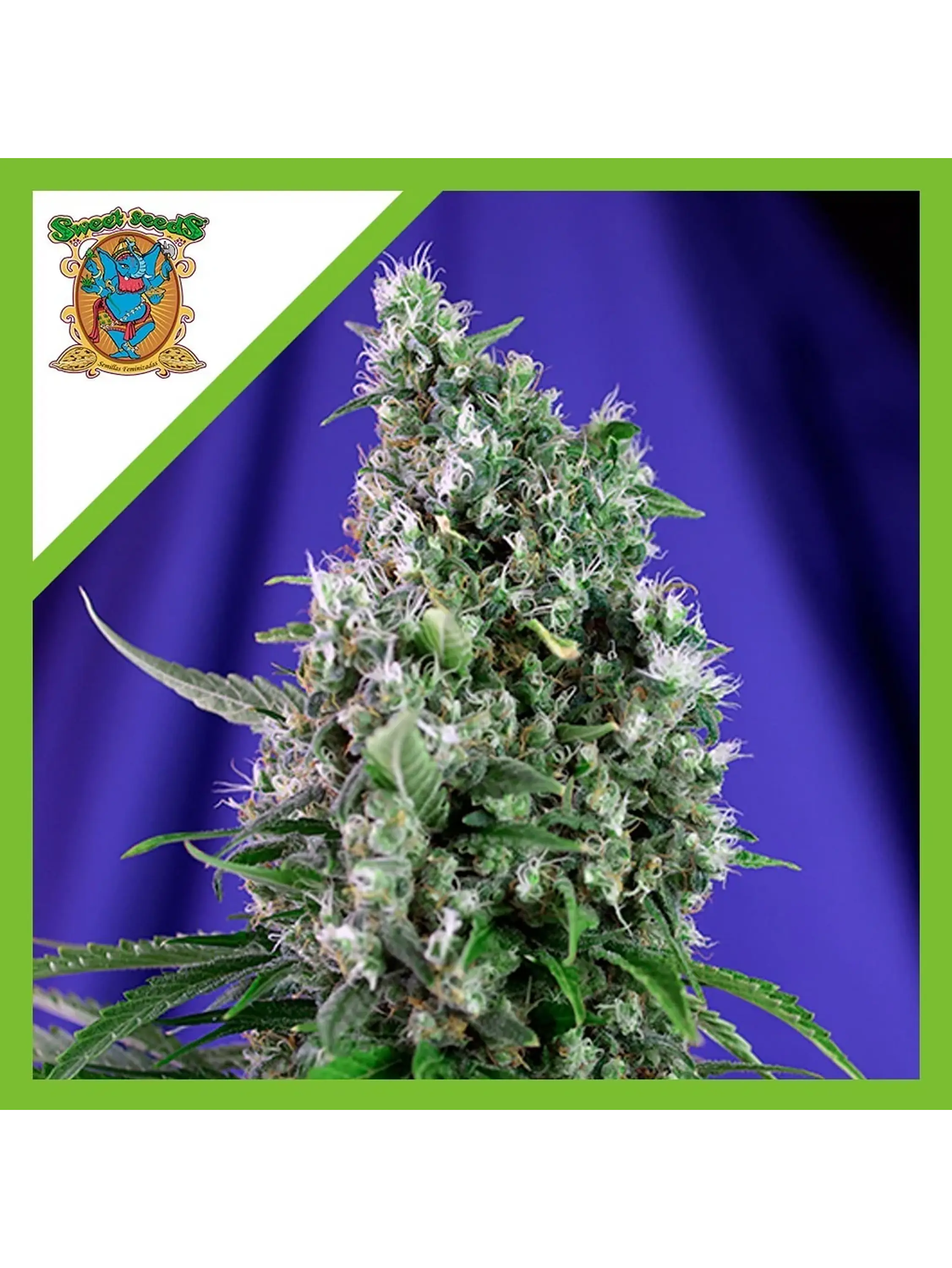 Sweet Trainwreck  Auto® X3+1-Sweet Seeds 1