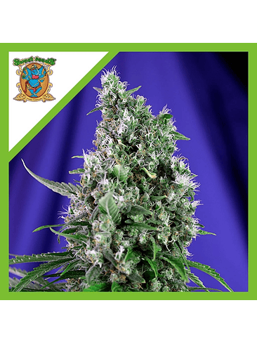 SWEET TRAINWRECK  AUTO® X3+1-SWEET SEEDS 1