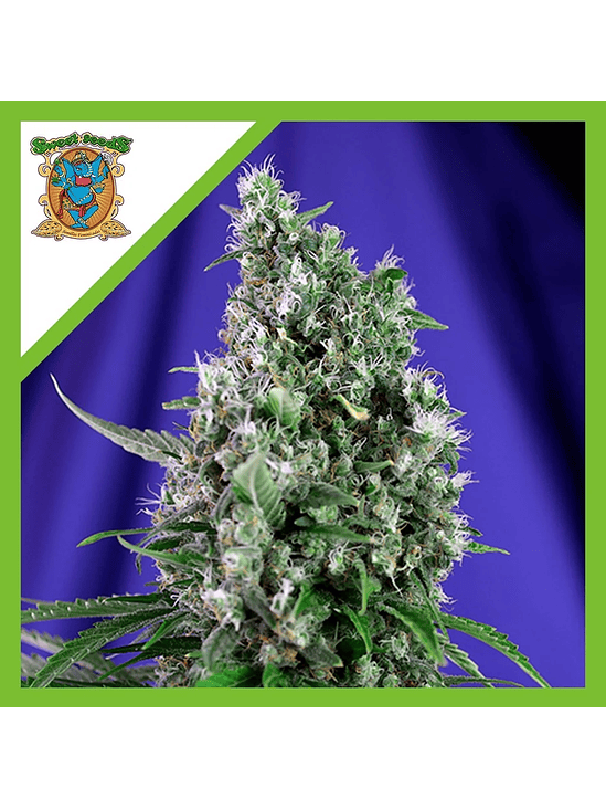 SWEET TRAINWRECK  AUTO® X3+1-SWEET SEEDS 1