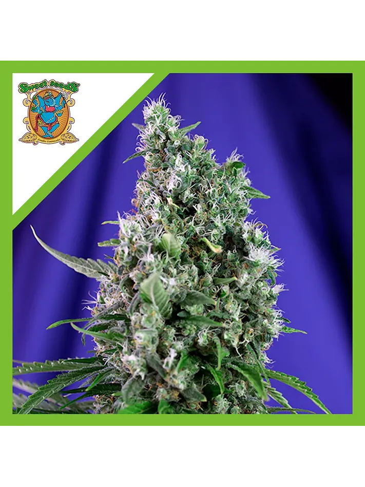 Sweet Trainwreck  Auto® X3+1-Sweet Seeds 1