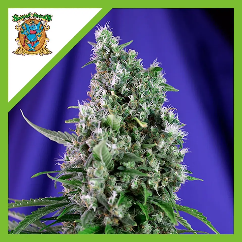 Sweet Trainwreck  Auto® X3+1-Sweet Seeds 1