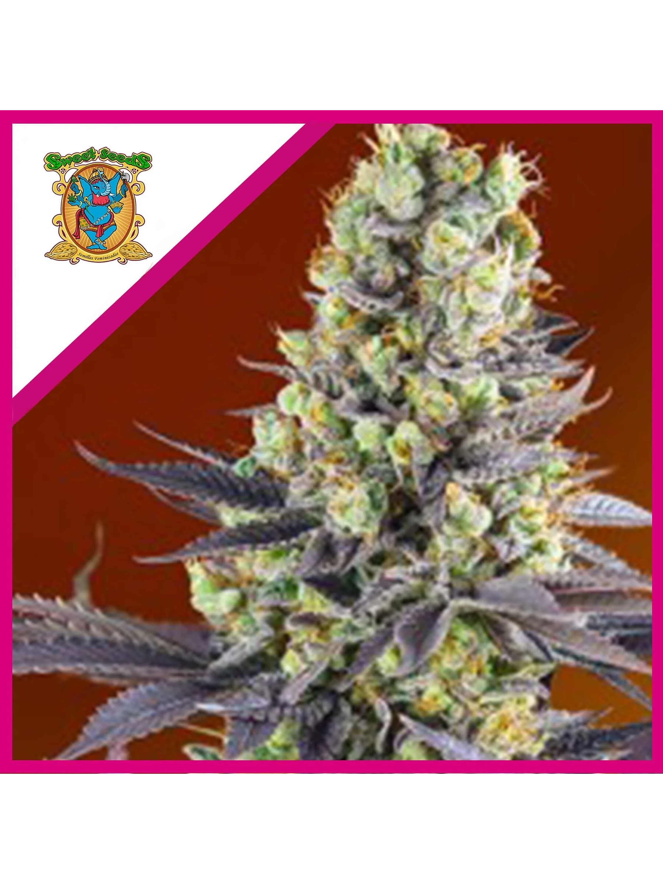 Sweet Zenzation Fem® X3+1-Sweet Seeds 1