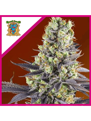 SWEET ZENZATION FEM® X3+1-SWEET SEEDS 1