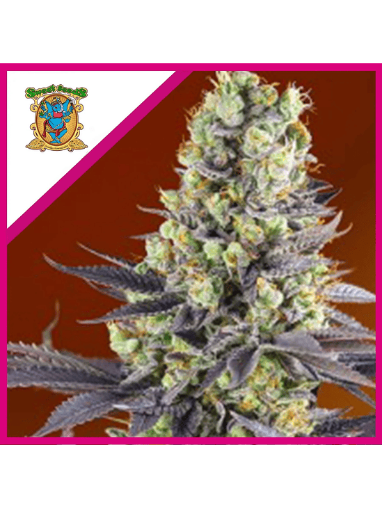 SWEET ZENZATION FEM® X3+1-SWEET SEEDS 1