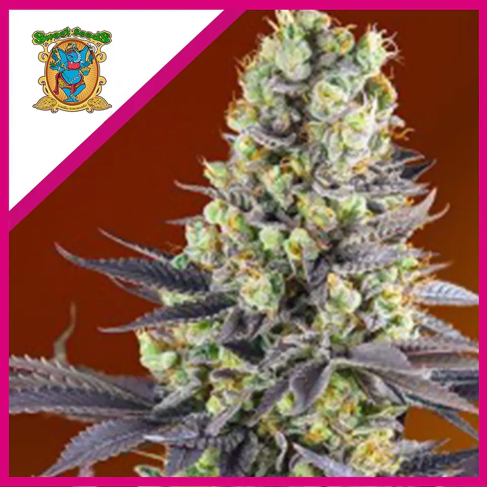 Sweet Zenzation Fem® X3+1-Sweet Seeds 1