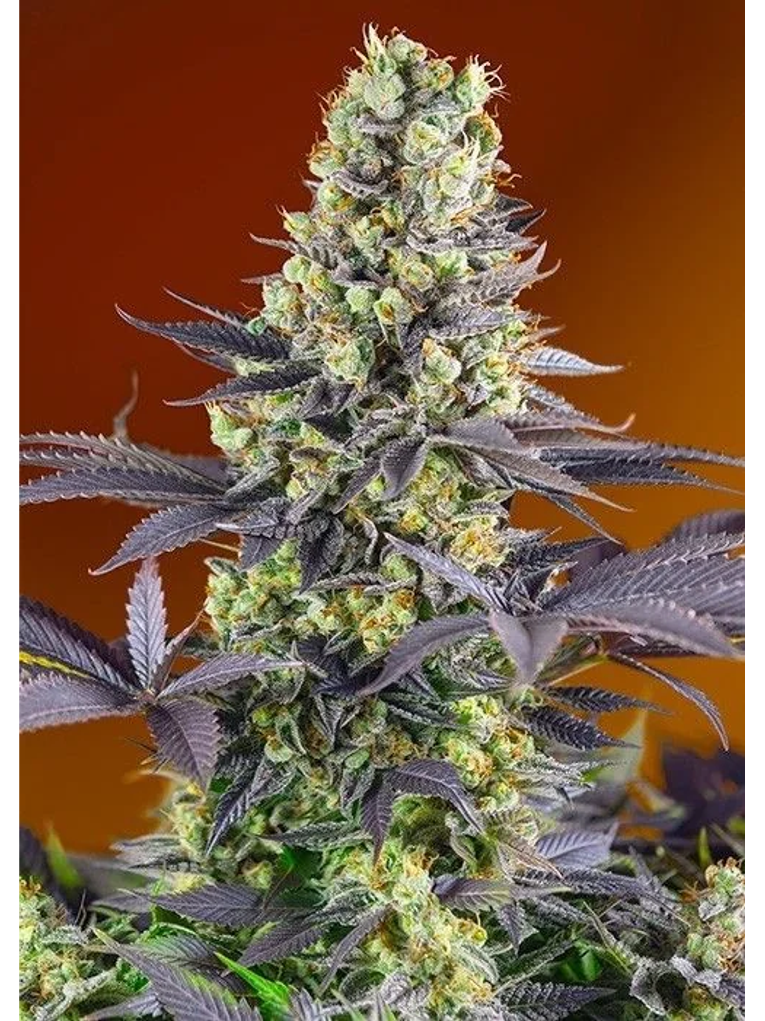 Sweet Zkittlez Fem X3+1-Sweet Seeds 1