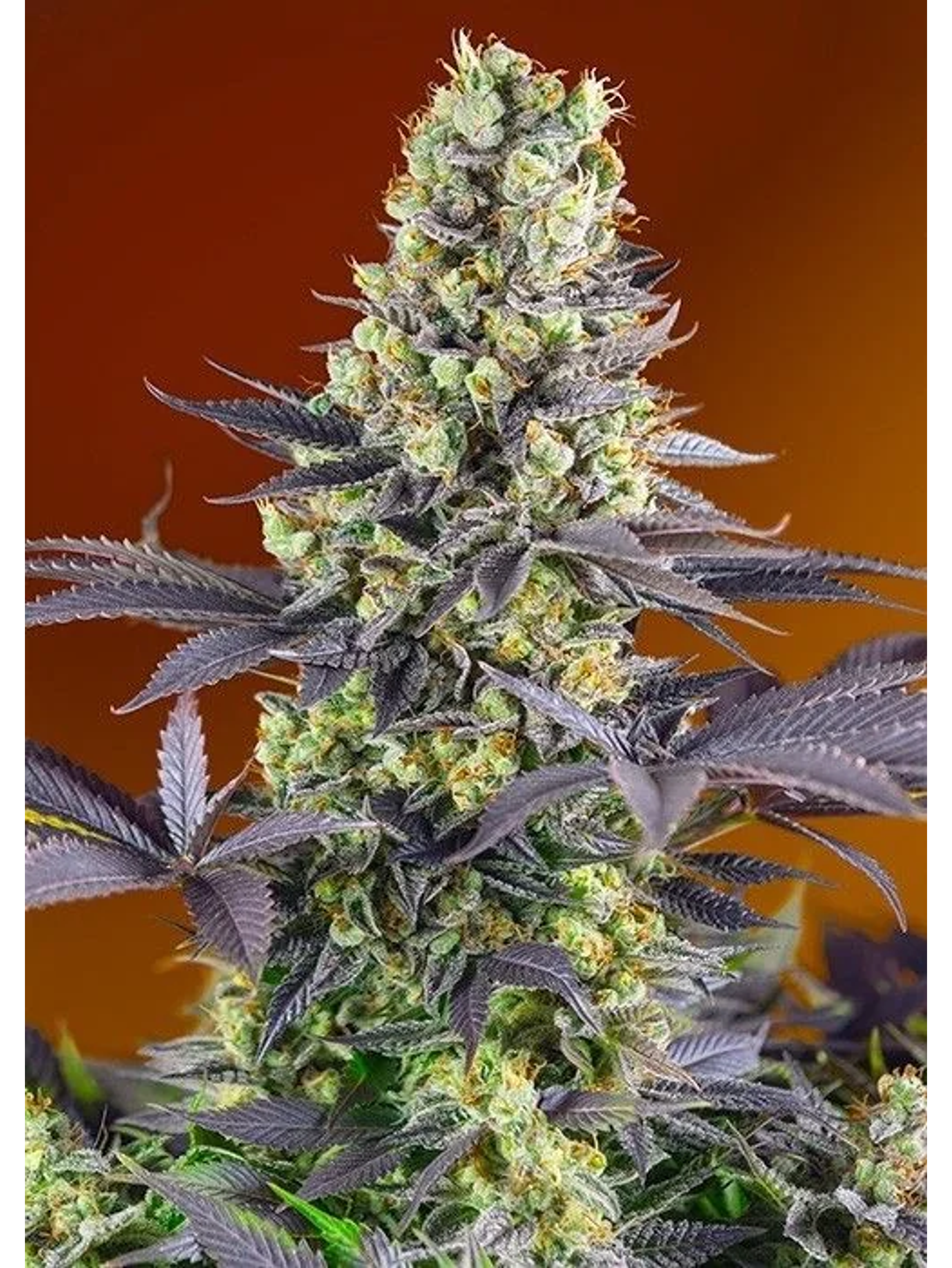 Sweet Zkittlez Fem X3+1-Sweet Seeds 1