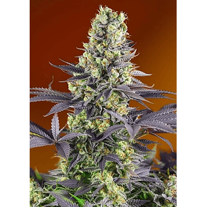 Sweet Zkittlez Fem X3+1-Sweet Seeds
