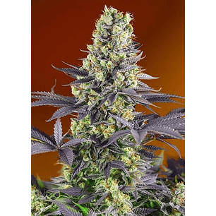 SWEET ZKITTLEZ FEM X3+1-SWEET SEEDS