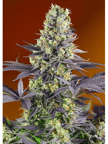SWEET ZKITTLEZ FEM X3+1-SWEET SEEDS 1
