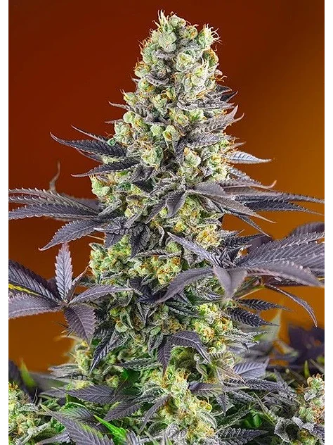 Sweet Zkittlez Fem X3+1-Sweet Seeds 1