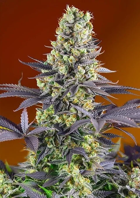 Sweet Zkittlez Fem X3+1-Sweet Seeds